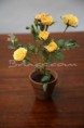 /album/productes-amb-el-50-/test-amb-roser-groc-jpg/